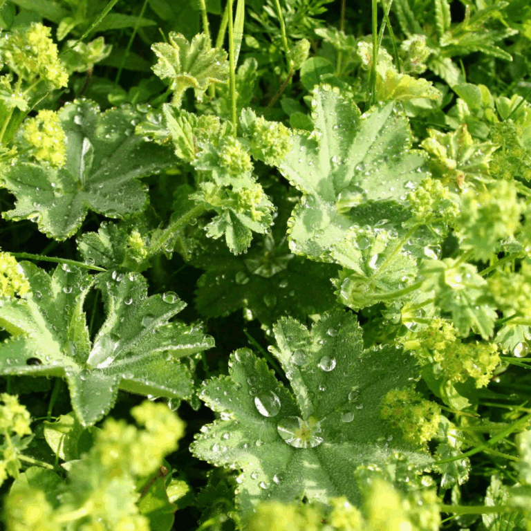 Virak (Alchemilla vulgaris) – Zaboravljena saveznica ženskog zdravlja